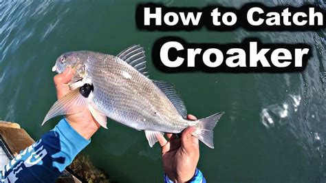 HOW TO CATCH CROAKER. my first fishing video. (TAGALOG) .